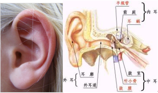 鼓膜穿孔是否構(gòu)成輕傷？